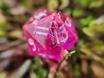'Spiritual Guardians' Jester Inspired Handmade Resin Pink Colorshifting Unicorn Rainbow 7-Piece TTRPG Polyhedral Dice Set
